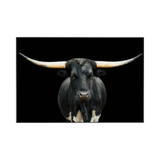 Black and White Longhorn (60x40)
