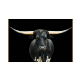 Black and White Longhorn (60x40)