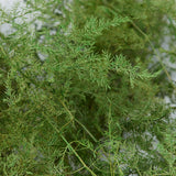 Preserved Asparagus Plumosus Fern  - 12"-28"