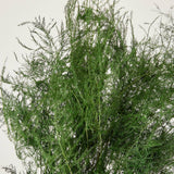 Preserved Asparagus Plumosus Fern  - 12"-28"