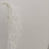 XM13261 GLT WEEPING GLASSWORT,37.5in-12/72P