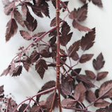 Plum Cimicifuga Seeded Garland - 6'