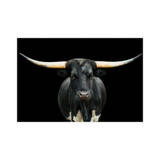 Black and White Longhorn (60x40)