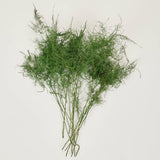 Preserved Asparagus Plumosus Fern  - 12"-28"