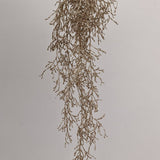 XM13261 GLT WEEPING GLASSWORT,37.5in-12/72P