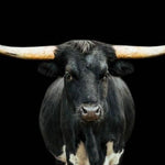 Black and White Longhorn (60x40) | Design for the PPL