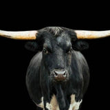 Black and White Longhorn (60x40) | Design for the PPL