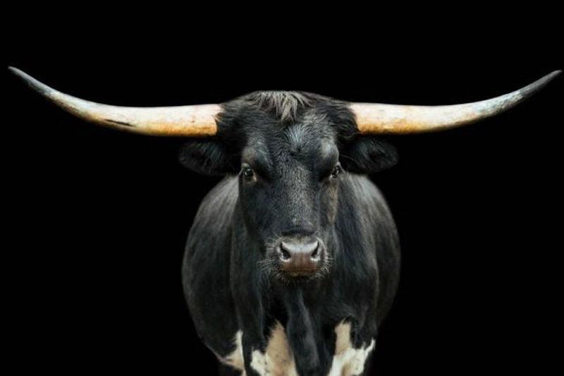 Black and White Longhorn (60x40) | Design for the PPL