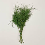 Preserved Asparagus Plumosus Fern  - 12"-28"