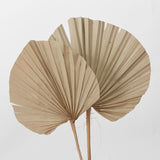 Dried Palm Fan